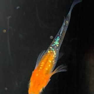 🐦煌ラメめだか　稚魚10匹まとめて　