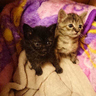 子猫 生後1ヶ月 2匹