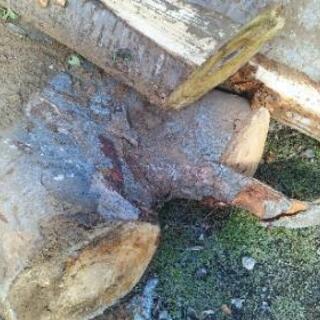 薪や木工に！ケヤキの原木丸太。茨城県潮来市。の画像