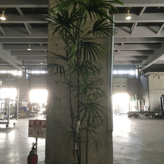 観葉植物 シュロチク