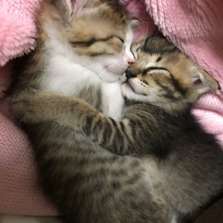 子猫２匹 生後2か月 