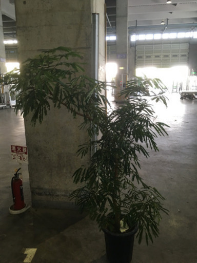 観葉植物 エバーフレッシュ 交渉中