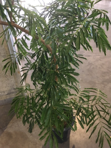 観葉植物 エバーフレッシュ 交渉中