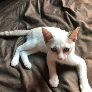 3〜4ヶ月ぐらいのオス猫です🐾