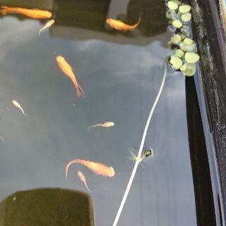 朱赤風雅メダカ稚魚〜幼魚
