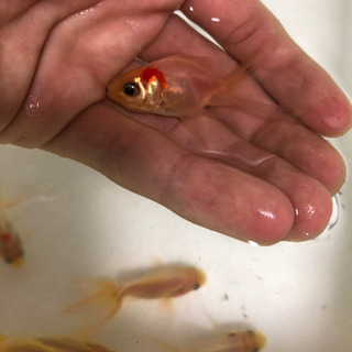 琉金　東錦　オランダ獅子頭の画像