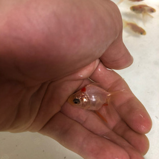琉金　東錦　オランダ獅子頭の画像