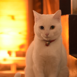 選べる5通りの働き方！猫がいる可愛い宿の画像