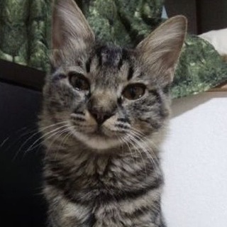 いけいけ！ノンちゃん。