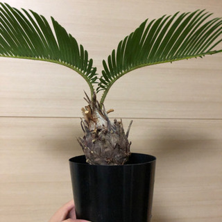 ソテツ　ミニサイズ