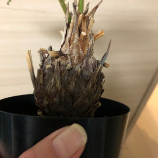 ソテツ　ミニサイズの画像