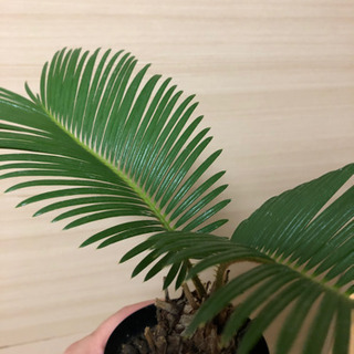 ソテツ　ミニサイズの画像