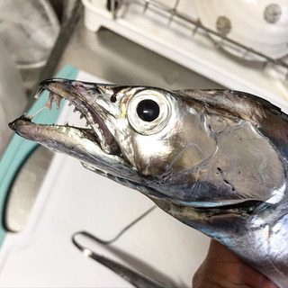 釣り友、釣り体験初心者向け