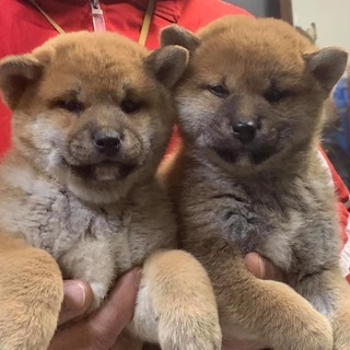 日本一の柴犬を提供しています！