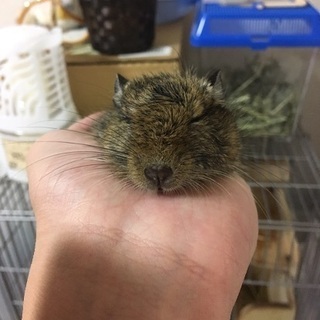 デグー 飼ってる方