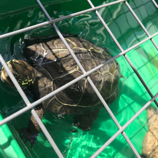 ゼニガメ2匹‼︎3歳です。