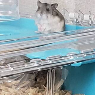 初めてハムスターを飼う人にもオススメできます！子ハムスター(ジャ...