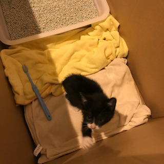 【一旦募集休止】生後1ヶ月　ハチワレ子猫の里親募集