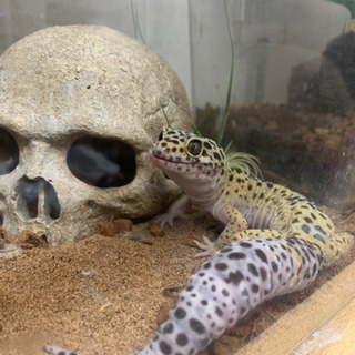 爬虫類飼ってる友達が欲しいです！
