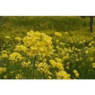 10/27　京都に遊び＆写真撮りに行きませんか？