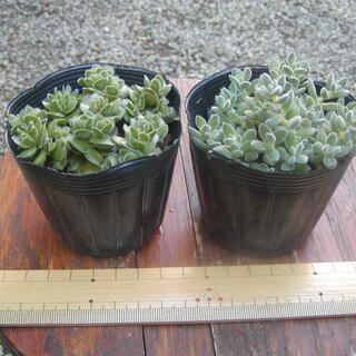 名前？の多肉植物
