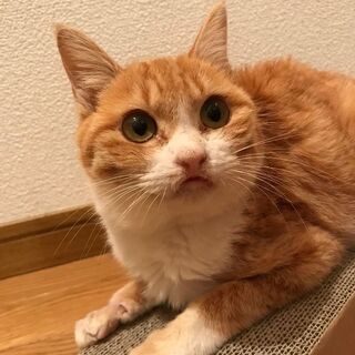丸顔の人懐っこい女の子(*^^*)
