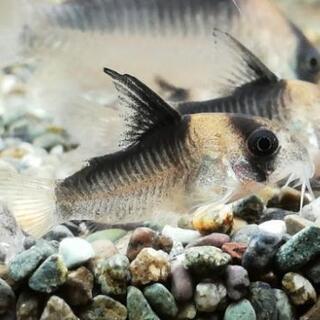 コンコロール×デュプリカレウス コリドラス ハイブリッド 熱帯魚の画像