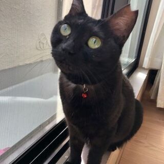 黒猫メス少し人見知り