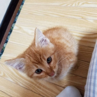 里親さん　決まりました、ありがとうございました。
