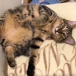 6ヶ月の子猫達の里親募集