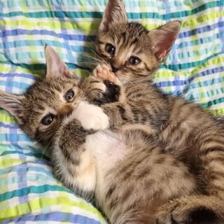 生後約2ヶ月子猫♀　里親決まりました！