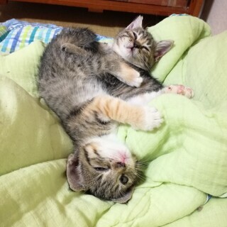 生後約2ヶ月子猫♀　里親決まりました！ - 潮来市