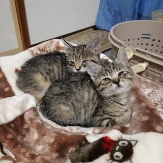 生後約2ヶ月子猫♀　里親決まりました！ - 猫