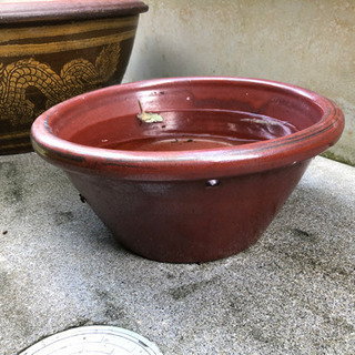 小さめ　睡蓮鉢