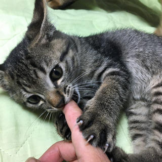 子猫の里親を探しています