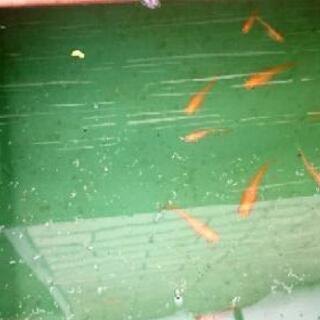 🐟メダカ 楊貴妃🐟