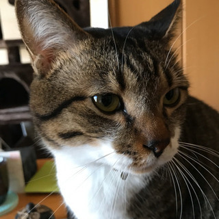 大切に飼ってくださる方に