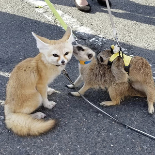 ペット好き集まれ～