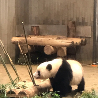 10月26日（土）肉の大山でランチ+上野動物園のジャイアントパンダのシャンシャンに会いましょう(^^♪ − 東京都