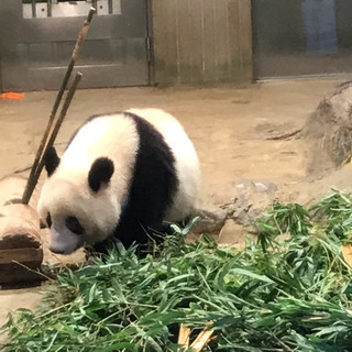 10月26日（土）肉の大山でランチ+上野動物園のジャイアントパンダのシャンシャンに会いましょう(^^♪ - 友達