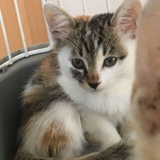 まんまる顔・三毛♪コロコロ仔猫♪2ヶ月