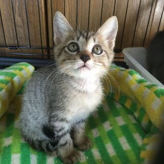 まんまる顔・キジ♪コロコロ仔猫♪2ヶ月