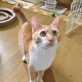 里親さま決定！　賢くて美しい★完璧テンちゃん♀　１歳半前後