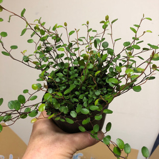 ワイヤープランツ