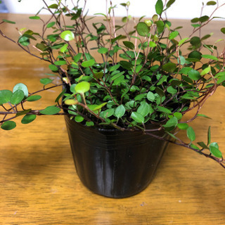 ワイヤープランツの画像