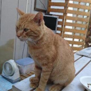迷子になってる飼い猫探してます。