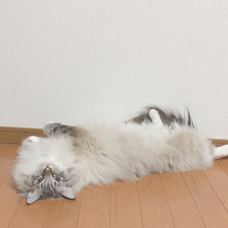 今日すすきので！