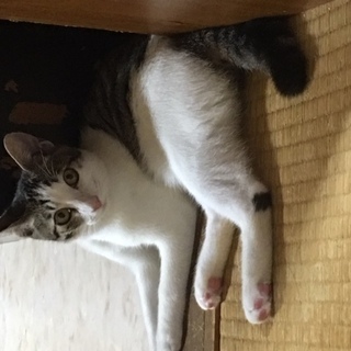 キジシロ4ヶ月の女の子 − 東京都