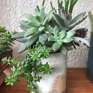 リメイク缶　多肉植物　寄せ植え