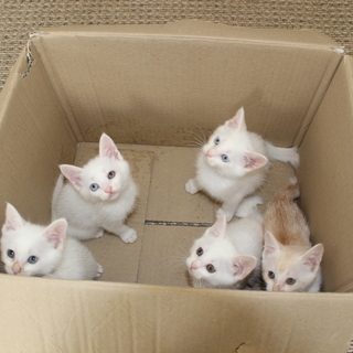 子猫の里親になってください。再受付です。(オッドアイの男の子のみ)